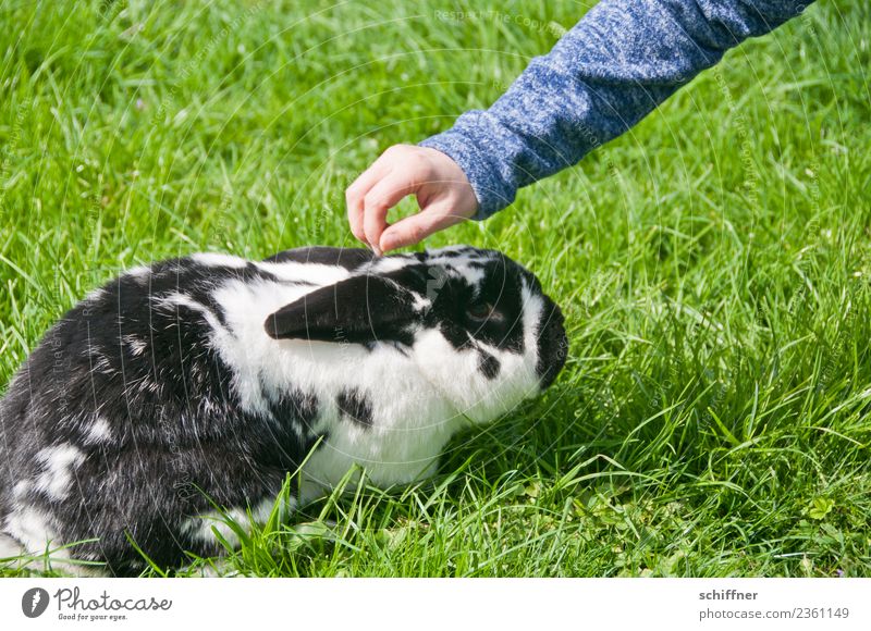 Kurioses | Angsthase Arme Hand Tier Haustier Zoo Streichelzoo 1 grün schwarz weiß ducken Streicheln Hase & Kaninchen Osterhase Ostern Schwarzweißfoto