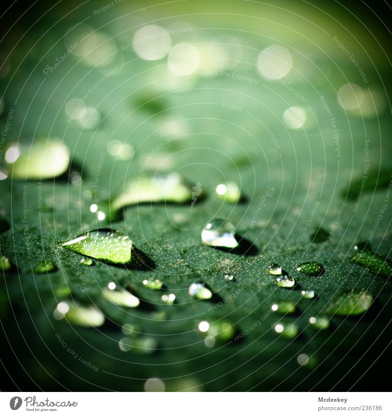 heavenly tears (1) Natur Pflanze Wasser Wassertropfen Sonnenlicht Sommer Schönes Wetter Blatt Grünpflanze exotisch authentisch Flüssigkeit frisch glänzend kalt