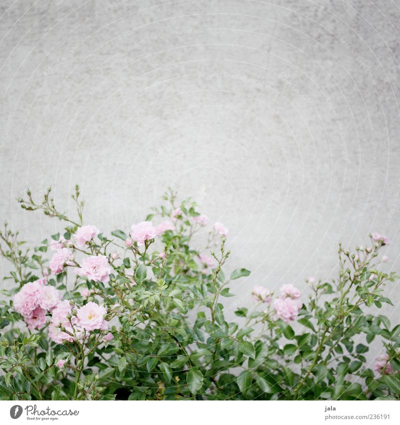 rosa rosen Natur Pflanze Blume Rose Blatt Blüte Mauer Wand Fassade ästhetisch schön Farbfoto Außenaufnahme Menschenleer Textfreiraum oben Hintergrund neutral