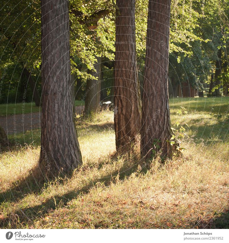 drei Bäume im Park werfen Schatten Umwelt Natur Landschaft ästhetisch Schattenseite Baum Baumstamm Wald grün Erholung Außenaufnahme Sommer Spaziergang Waldrand