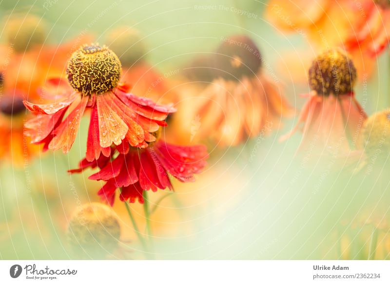 Sommerblumen - Blumen und Natur elegant Design Wellness Leben harmonisch Wohlgefühl Zufriedenheit Erholung ruhig Meditation Dekoration & Verzierung Tapete