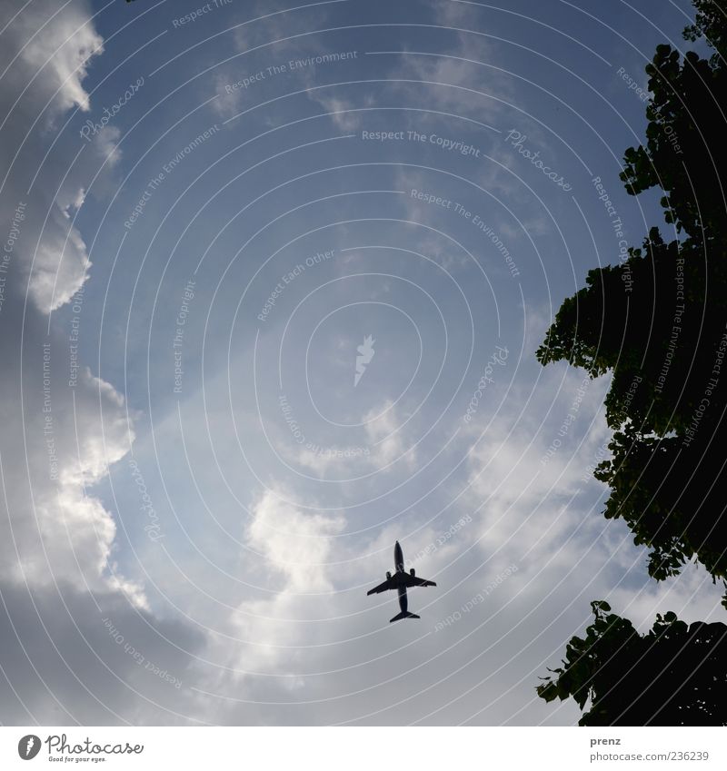 himmel Pflanze Luft Himmel Wolken Wetter Verkehr Luftverkehr Flugzeug Passagierflugzeug fliegen blau Sonnenstrahlen Wolkenloch Baum Blatt Gegenlicht Silhouette