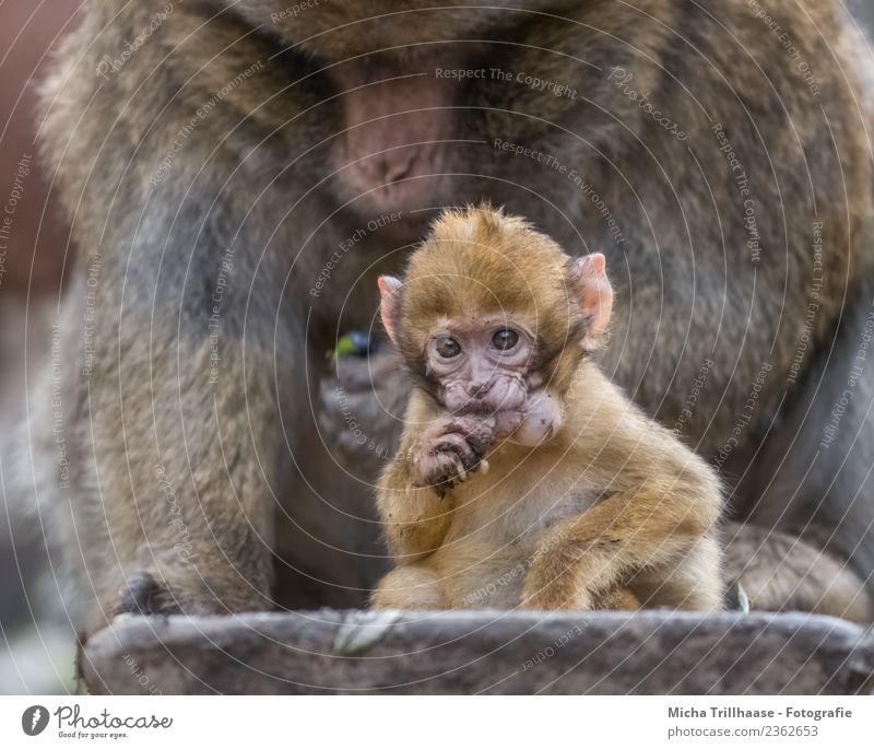 affenbaby Tier Urwald - ein lizenzfreies Stock Foto von Photocase