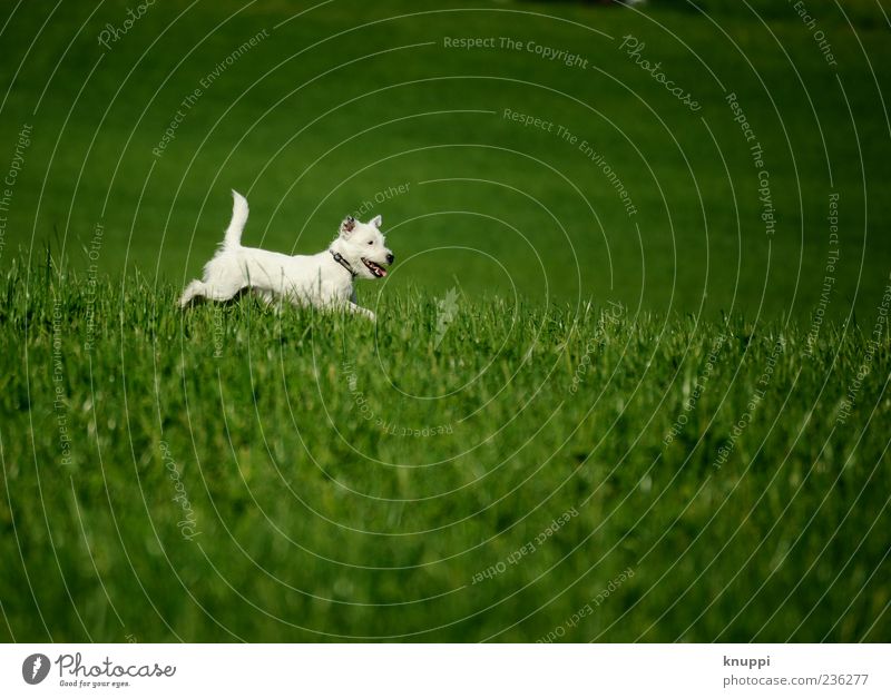Frostie Gras Wiese Tier Haustier Hund Fell 1 Tierjunges rennen Spielen springen frech wild grün weiß Farbfoto mehrfarbig Außenaufnahme Menschenleer Tag Kontrast