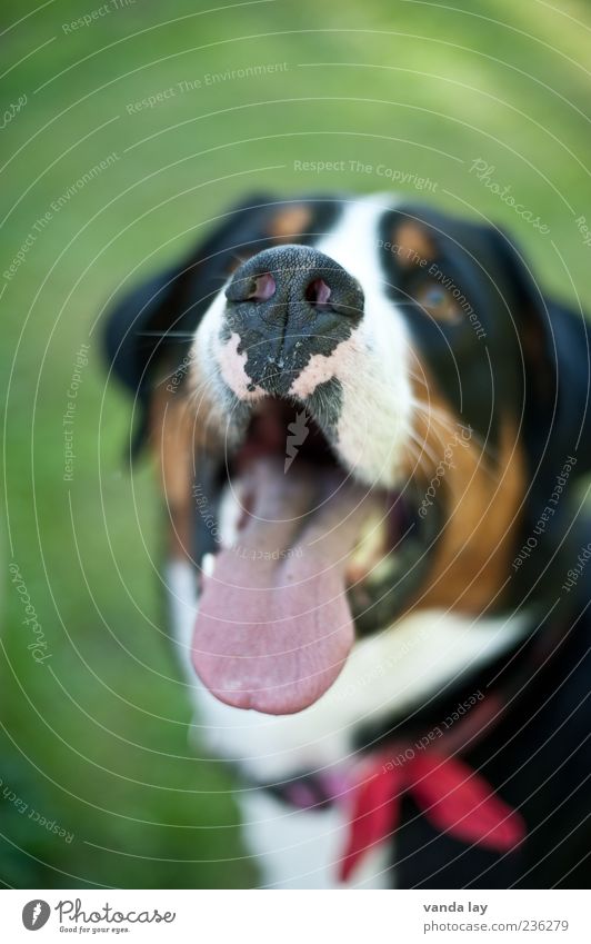 Leckerli Nase Zunge Haustier Hund appenzeller 1 Tier Halsband Farbfoto Textfreiraum oben Hintergrund neutral Unschärfe Schwache Tiefenschärfe Tierporträt Blick