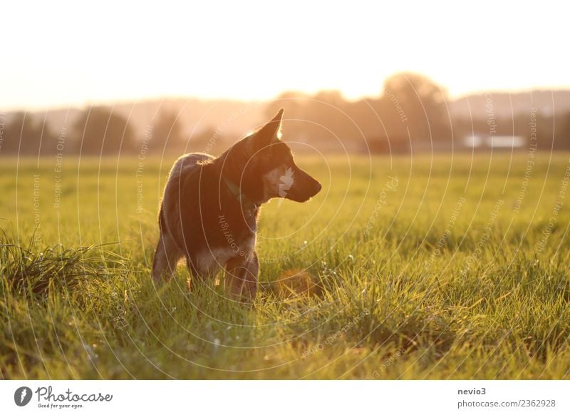 Junger Deutscher Schäferhund im Licht der untergehenden Sonne Umwelt Natur Landschaft Sonnenaufgang Sonnenuntergang Frühling Sommer Gras Wiese Tier Haustier