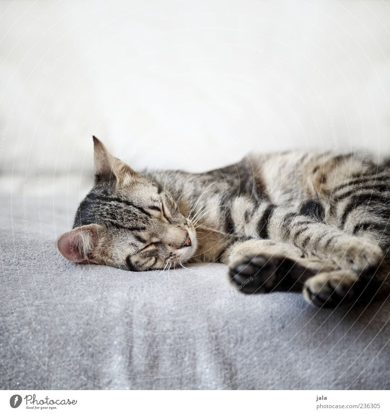 schlaf gut! Sofa Tier Haustier Katze Tiergesicht Fell Pfote 1 genießen schlafen Vertrauen Sicherheit Hauskatze Farbfoto Innenaufnahme Menschenleer