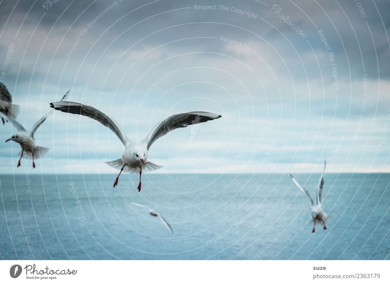 Zeitlos | ins Blaue Freiheit Meer Umwelt Natur Tier Urelemente Wasser Himmel Horizont Klima Wetter Ostsee Wildtier Vogel Flügel Tiergruppe fliegen authentisch