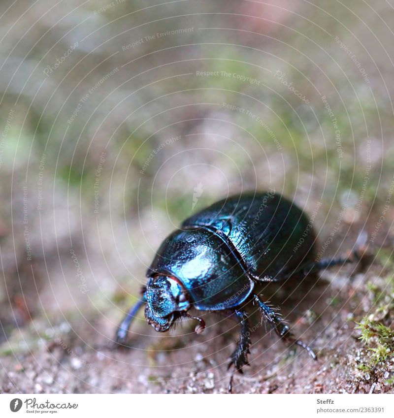 Waldmistkäfer unterwegs Käfer Mistkäfer schwarzblau Anoplotrupes stercorosus heimischer Käfer Käferbeine schwarzer Käfer Waldboden haarige Käferbeine