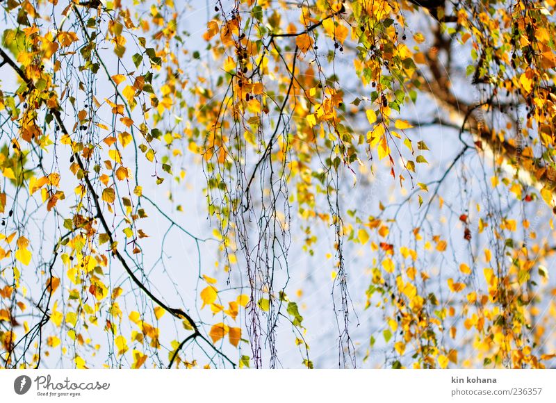 herbst Pflanze Wolkenloser Himmel Baum Blatt blau braun gelb gold Herbst Herbstlaub herbstlich Herbstfärbung Birkenblätter Farbfoto Außenaufnahme Menschenleer