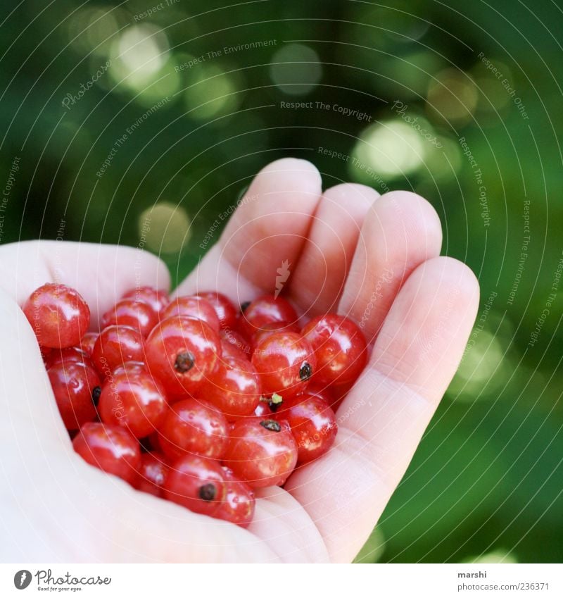 ne Hand voll Beeren Lebensmittel Frucht Ernährung Essen Bioprodukte grün rot Unschärfe beerig Preiselbeeren rund geschmackvoll Geschmackssinn Farbfoto