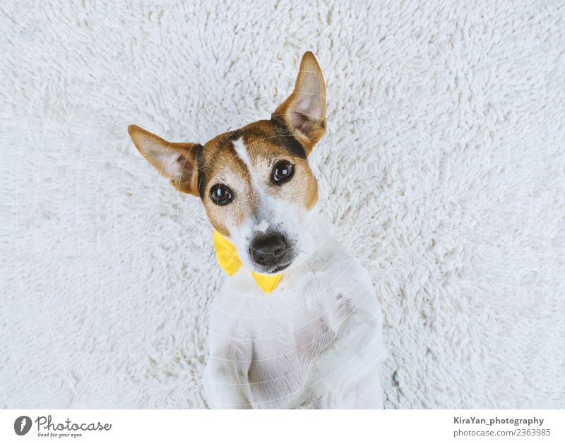 Junger Hund auf weißem Hintergrund liegend mit gelber gebundener Schleife Lifestyle Freude Glück Gesicht Freundschaft Erwachsene Tier Pelzmantel Haustier machen