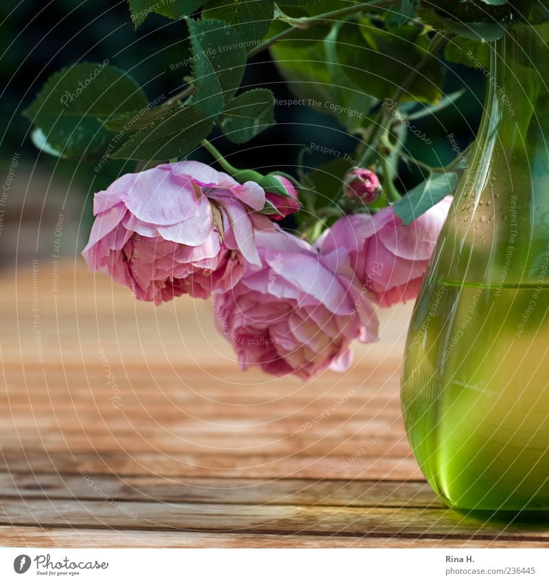 HangOver Lifestyle Pflanze Frühling Blume Rose Blühend hängen leuchten ästhetisch grün rosa Frühlingsgefühle Holztisch Garten Gartentisch Vase Blüte