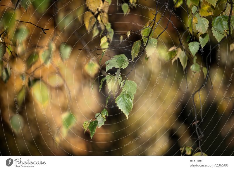 Foto von Birkenblättern Herbst Blatt Zweige u. Äste schön Farbfoto Außenaufnahme Menschenleer Tag herunterhängend Unschärfe