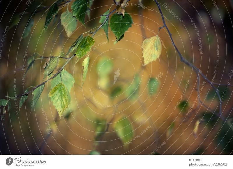 Foto mit Birkenzweigen Natur Herbst Blatt Zweige u. Äste braun Farbfoto Außenaufnahme Menschenleer Textfreiraum Mitte Tag Unschärfe Birkenblätter