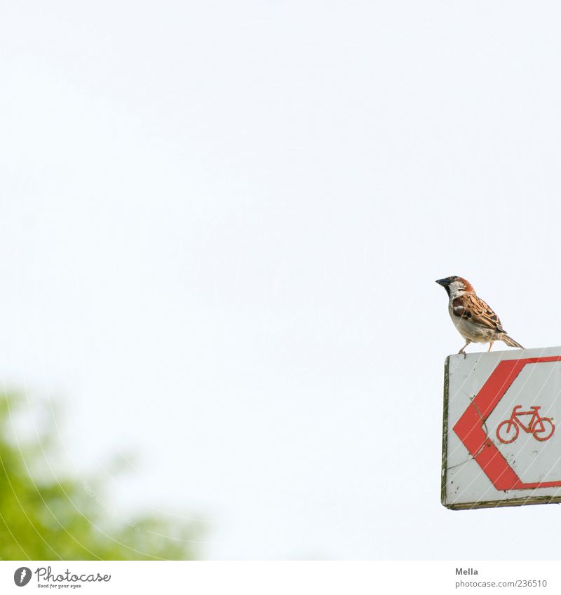 Vogel sucht Fahrrad oder: Quo Vadis, Spatz? Tier Himmel Verkehrszeichen Verkehrsschild 1 Zeichen Schilder & Markierungen Hinweisschild Warnschild Blick sitzen