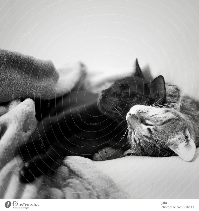 zusammen abhängen Tier Haustier Katze Tiergesicht Fell Pfote 2 Tierpaar liegen schlafen Akzeptanz Vertrauen Schutz Geborgenheit Warmherzigkeit Freundschaft