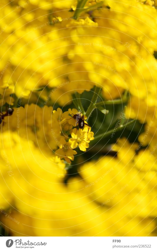 Ich wär so gerne eine Biene... Natur Pflanze Tier Sonnenlicht Blume Blüte Wildtier 1 gelb grün Farbfoto Außenaufnahme Nahaufnahme Menschenleer Tag Kontrast