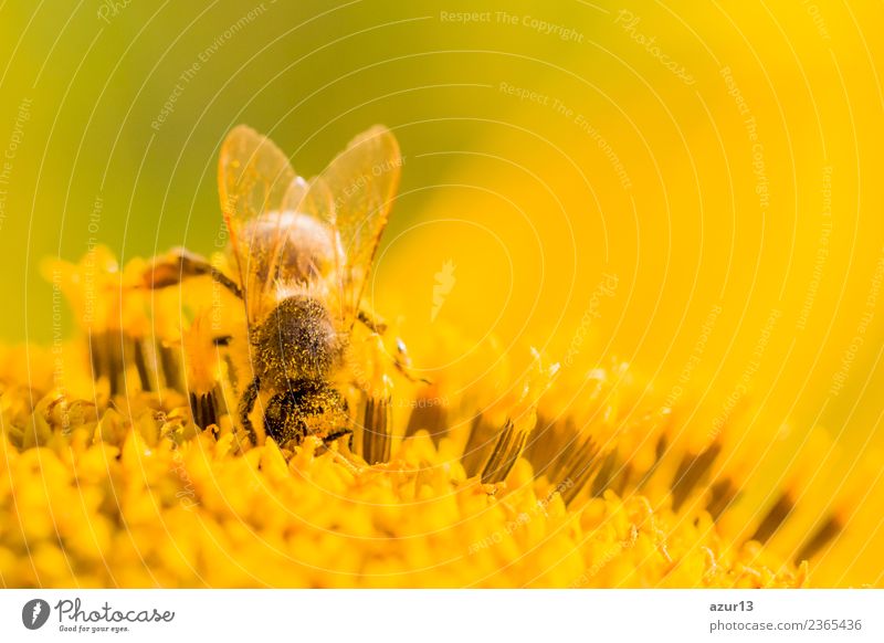 Makro Honig Biene sammelt tief gelbe Pollen auf Sonnenblume Körper Haare & Frisuren Sommer Umwelt Natur Pflanze Tier Frühling Klima Klimawandel Wetter