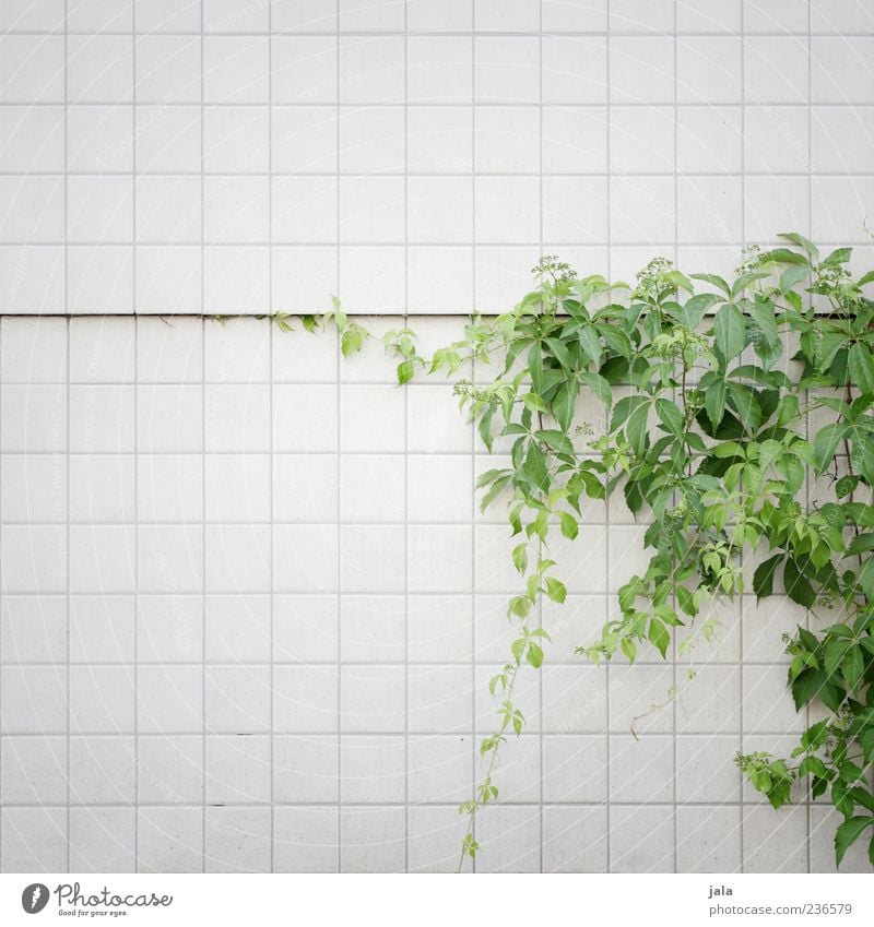 fassadenbegrünung Natur Pflanze Blatt Grünpflanze Gebäude Mauer Wand Fassade Fliesen u. Kacheln ästhetisch schön wild Farbfoto Außenaufnahme Menschenleer
