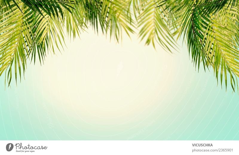 Tropische Palmenblätter mit Himmel Hintergrund Stil Design Erholung Ferien & Urlaub & Reisen Sommer Strand Meer Natur Landschaft Pflanze Sonnenlicht
