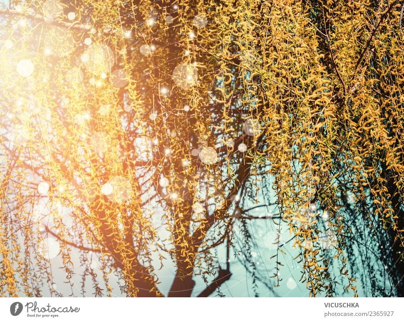 Frühlings Natur mit blühender Trauerweide Lifestyle Design Sommer Garten Landschaft Pflanze Schönes Wetter Baum Blatt Blüte Park gelb Sonnenuntergang