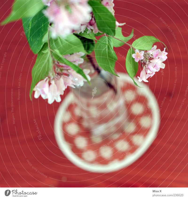 Oben Dekoration & Verzierung Blume Blatt Blüte Blühend Duft rosa rot Vase Frühlingsblume Blumenvase Tischdekoration Zweige u. Äste Farbfoto mehrfarbig