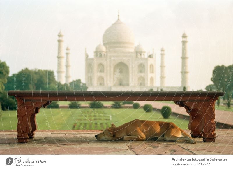 Taj Mahal Ferien & Urlaub & Reisen Tourismus Sightseeing Agra Indien Burg oder Schloss Park Architektur Tempel Sehenswürdigkeit Wahrzeichen Tier Hund Bank