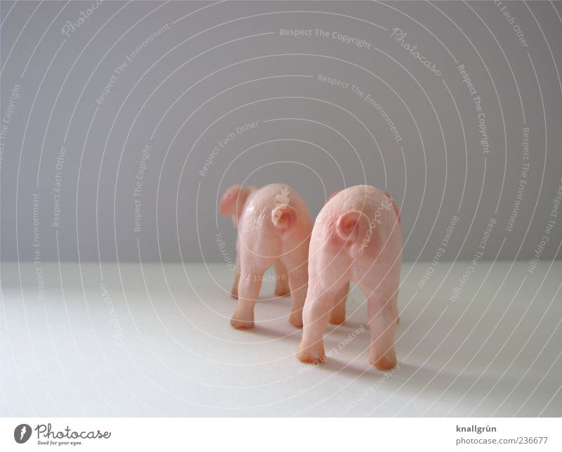 Schinken Tier Nutztier Schwein 2 stehen niedlich rund grau rosa weiß Ringelschwanz Ferkel Farbfoto Studioaufnahme Menschenleer Textfreiraum links