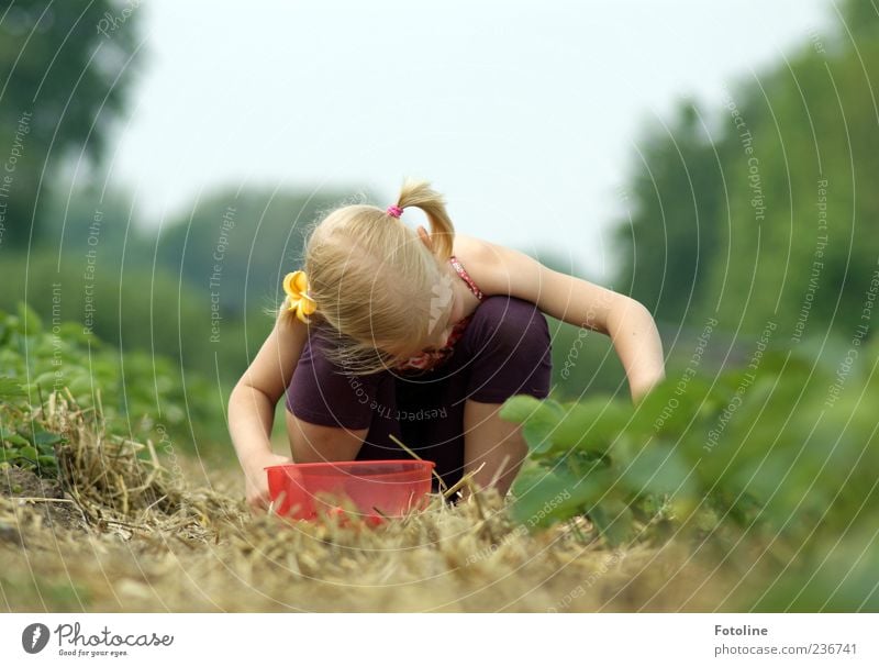 Erdbeerernte Mensch Kind Mädchen Kindheit Haut Haare & Frisuren Arme Beine Umwelt Natur Pflanze Sommer hell pflücken Sammlung Ernte Farbfoto mehrfarbig