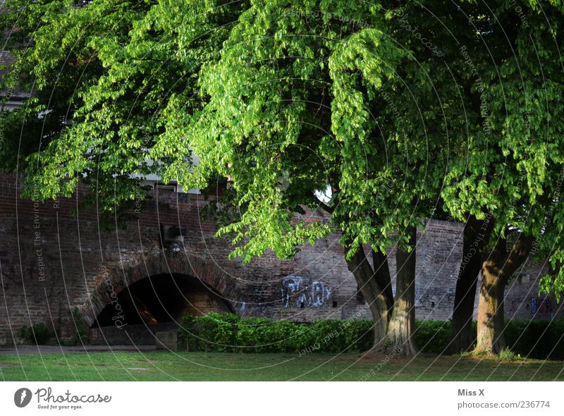 Im Park Natur Sommer Baum Gras Wiese Brücke grün Ulm Farbfoto Außenaufnahme Menschenleer Morgendämmerung Abend Dämmerung Schatten