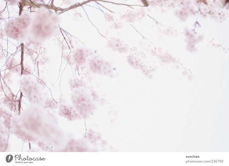 duftige frühlings watteflauschbällchen Natur Pflanze Himmel Frühling Schönes Wetter Erwartung Wachstum Blühend Ast rosa weich Gedeckte Farben Außenaufnahme
