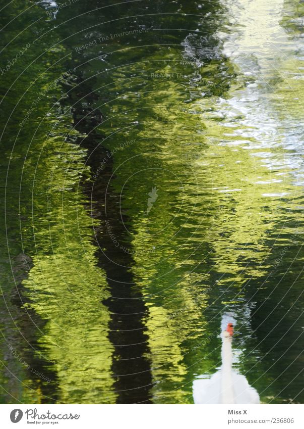 Schwan Natur Wasser Baum Flussufer Teich See Bach Tier Schwimmen & Baden Wasserspiegelung Farbfoto mehrfarbig Außenaufnahme Menschenleer Reflexion & Spiegelung