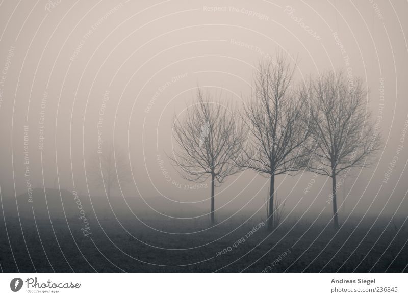 1+3 Umwelt Natur Landschaft Luft schlechtes Wetter Nebel Baum Wiese Feld dunkel gruselig trist Vergänglichkeit Schwarzweißfoto Außenaufnahme Menschenleer