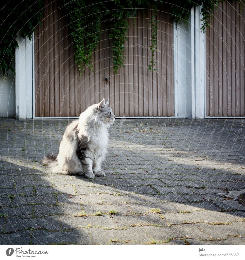 katze, auf mittagessen wartend Pflanze Grünpflanze Garage Tier Haustier Katze 1 schön Farbfoto Außenaufnahme Menschenleer Tag Licht Schatten Tierporträt