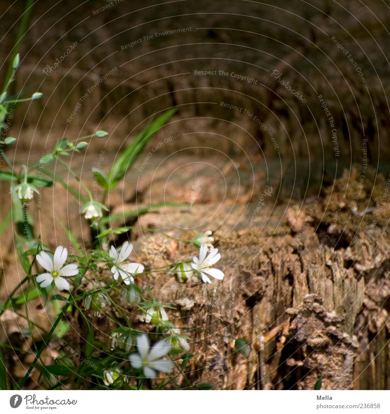 Waldwoche Umwelt Natur Pflanze Frühling Sommer Blume Blüte Wildpflanze Blühend Wachstum schön nachhaltig natürlich braun grün weiß Duft Farbfoto Außenaufnahme