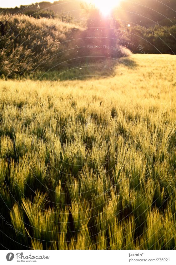 Letzte Sonnenstrahlen Natur Sonnenaufgang Sonnenuntergang Sonnenlicht Frühling Gras Feld frei hell Wärme Farbfoto Außenaufnahme Menschenleer Dämmerung Licht