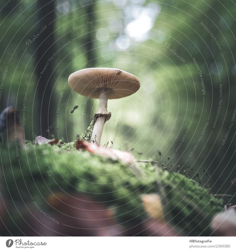 Märchenwald Umwelt Natur Tier Sommer Herbst Pflanze Pilz Wald Freude ruhig mushroom Moos Sammlung Farbfoto Außenaufnahme Menschenleer Tag Unschärfe