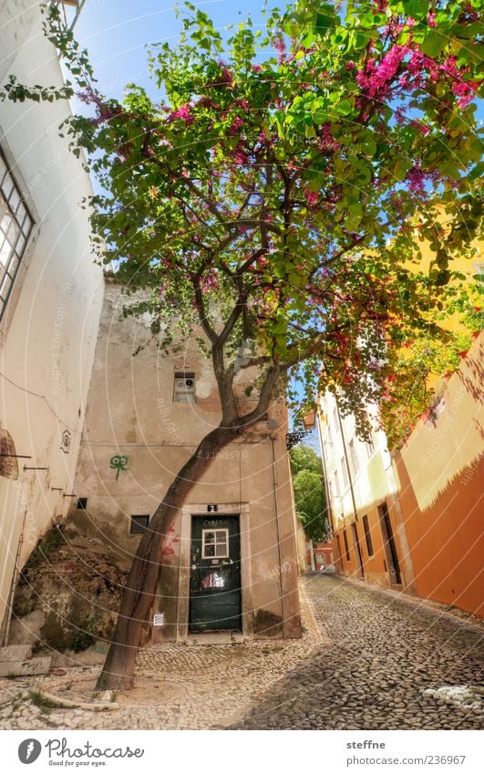 Portugiesische Gespenstfichte Frühling Sommer Schönes Wetter Baum Lissabon Portugal Altstadt Haus Mauer Wand Tür Erholung Gelassenheit Inspiration Tourismus
