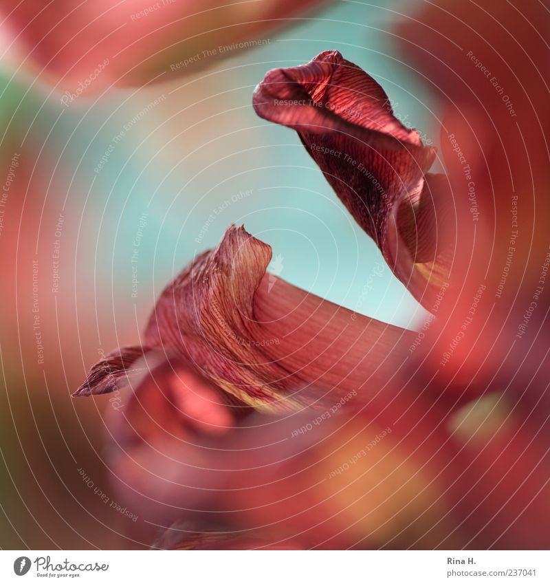 Ganz nah Pflanze Tulpe Blühend ästhetisch Makroaufnahme Blütenblatt Unschärfe Nahaufnahme Farbfoto Schwache Tiefenschärfe rot Menschenleer Strukturen & Formen