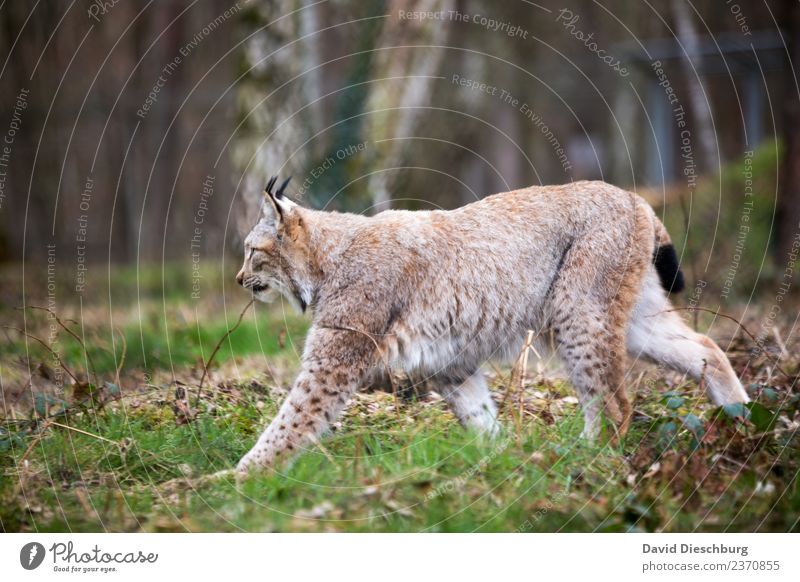 Luchs Ferien & Urlaub & Reisen Abenteuer Landwirtschaft Forstwirtschaft Natur Pflanze Tier Frühling Herbst Schönes Wetter Baum Wald Urwald Wildtier Katze Fell 1