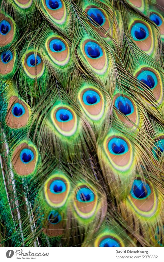 Federkleid Tier Wildtier Vogel 1 Ornament blau braun gelb türkis Design einzigartig Pfau Pfauenfeder Hochformat mehrfarbig Hintergrundbild Kreis Zoo Oval Fasan