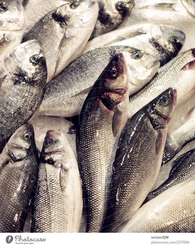 Lecker Fisch. Lebensmittel Meeresfrüchte ästhetisch Fischereiwirtschaft Fischmarkt viele Ekel nass lecker roh Schuppen frisch Fangquote Großmarkt Dorade