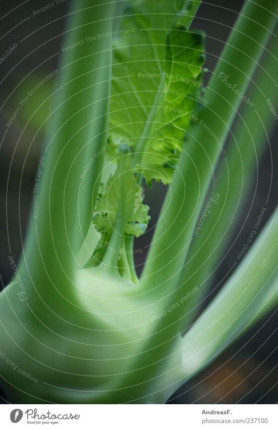 Kohlrabi grün Lebensmittel Gemüse Bioprodukte Vegetarische Ernährung Farbfoto Außenaufnahme Nahaufnahme Detailaufnahme Schwache Tiefenschärfe 1 Menschenleer