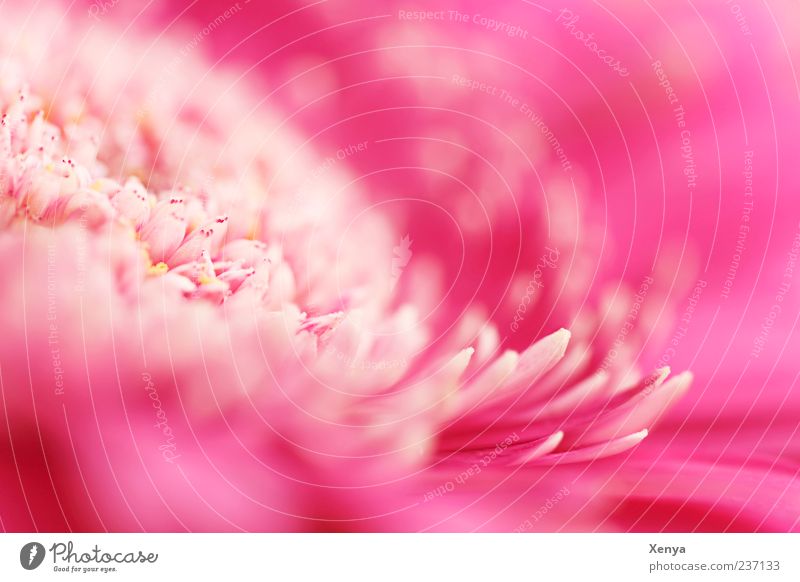 Seerosenmimikry Pflanze Blume Blüte rosa Blütenblatt Gerbera Makroaufnahme Farbfoto Innenaufnahme Menschenleer Textfreiraum rechts Textfreiraum oben Unschärfe