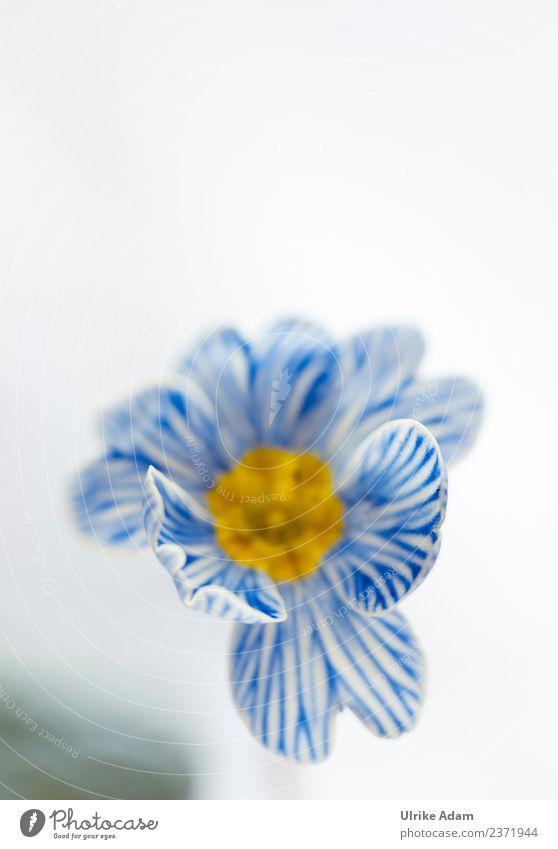 Blau weiß gestreifte Primel Feste & Feiern Ostern Natur Pflanze Frühling Blume Blüte Kissen-Primel Primelgewächse Blühend weich blau Frühlingsgefühle Streifen