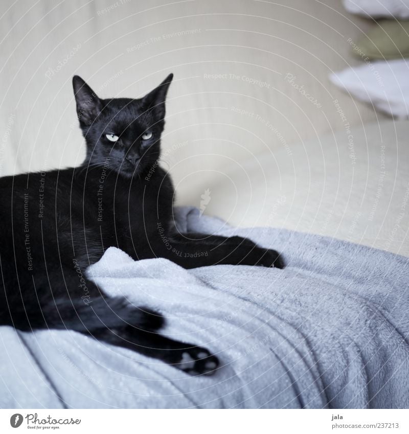 fino Tier Haustier Katze Tiergesicht Fell Pfote 1 genießen liegen elegant schön schwarz Hauskatze Erholung Sofa edel Farbfoto Innenaufnahme Menschenleer Tag