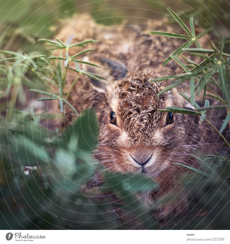 Hanny Bunny Tier Wiese Wildtier 1 Tierjunges klein niedlich schön braun grün Angst Hase & Kaninchen Angsthase Versteck verstecken Nagetiere Osterhase Kopf Auge