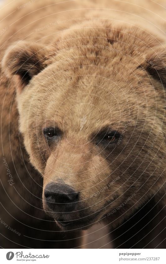 Braunbär Tier Wildtier Tiergesicht Fell 1 braun Bär Farbfoto Nahaufnahme Detailaufnahme Menschenleer Schwache Tiefenschärfe Tierporträt Blick nach vorn Kopf