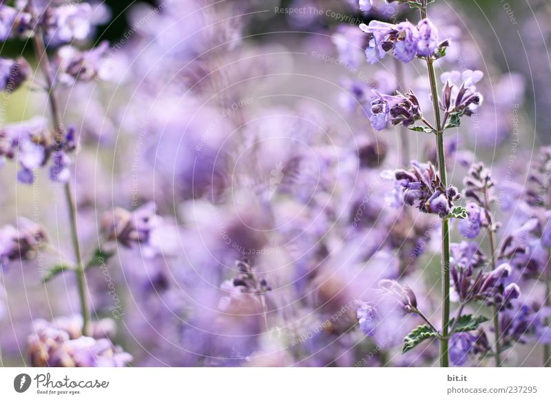 Lavendel... Tee Wellness harmonisch Sinnesorgane Erholung ruhig Meditation Sommerurlaub Feste & Feiern Valentinstag Muttertag Hochzeit Geburtstag Natur Pflanze
